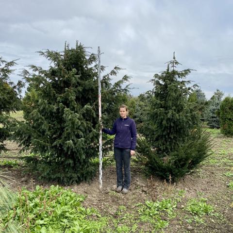 Taxus baccata 'Dovastoniana'